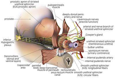 Surgical techniques to preserve continence after robot-assisted radical prostatectomy